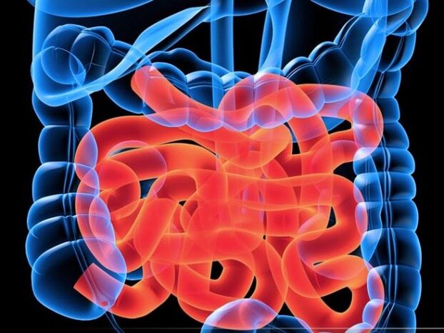 Paraziti v tankem črevesu