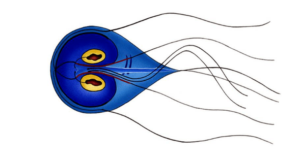 Intestinalna Giardia